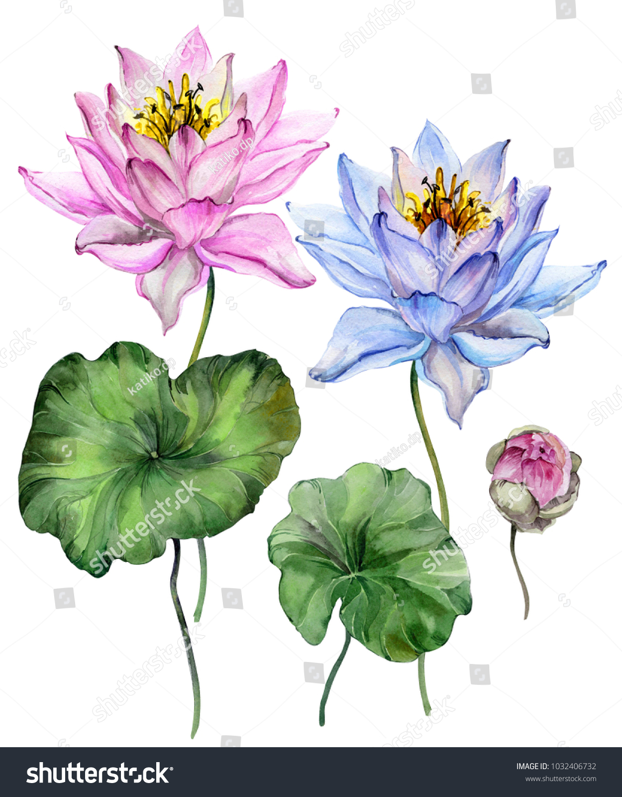 Beautiful Bright Blue Purple Lotus Flowers Stock Illustration ...