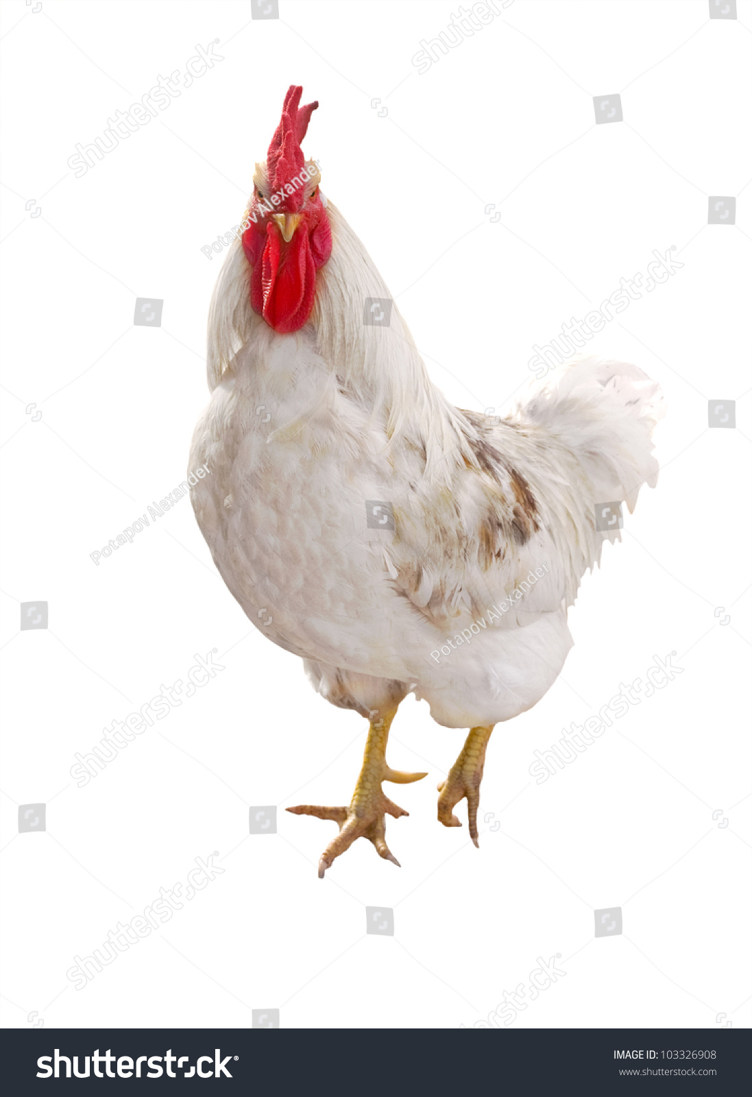 Light Rooster Isolated On White Background Stock Photo 103326908 ...