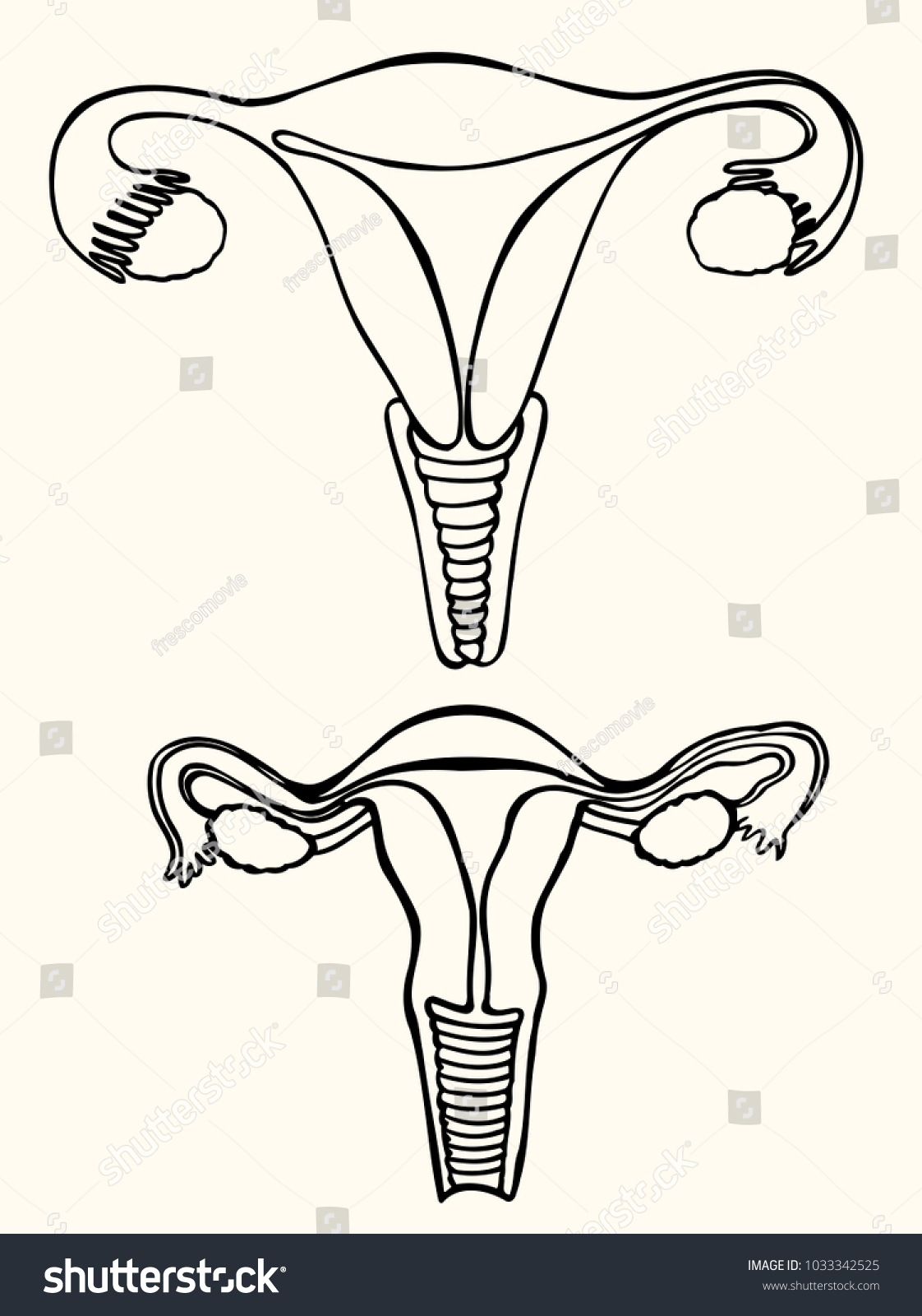 Set Medical Illustration Internal Sex Organs Stock Vector Royalty Free 1033342525 Shutterstock 3019