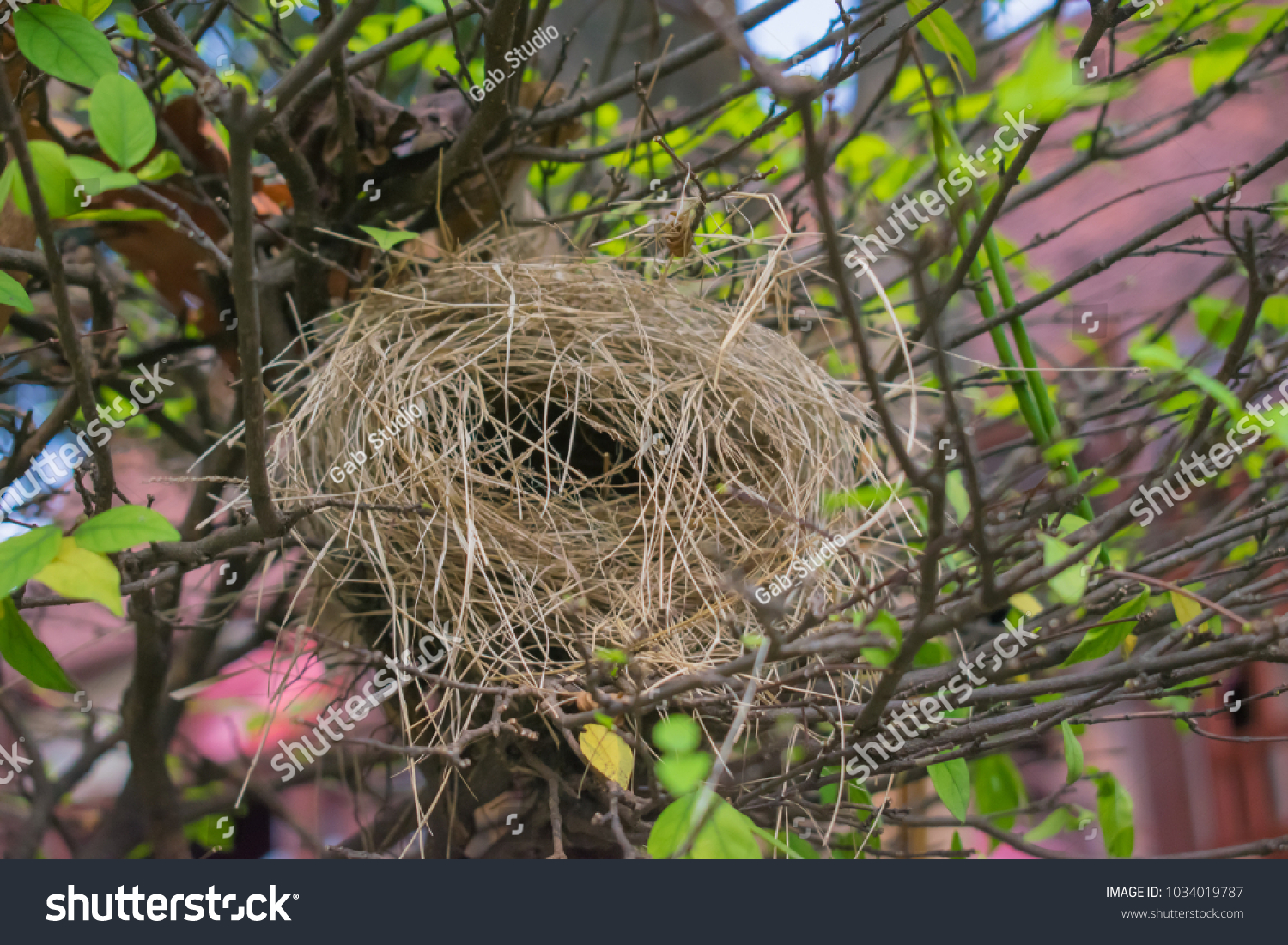 Трясогузка свила гнездо под крышей. Трясогузка свила гнездо примета. Соловей свил гнездо на доме примета. Птица свила гнездо на голове. Голубь свил гнездо примета