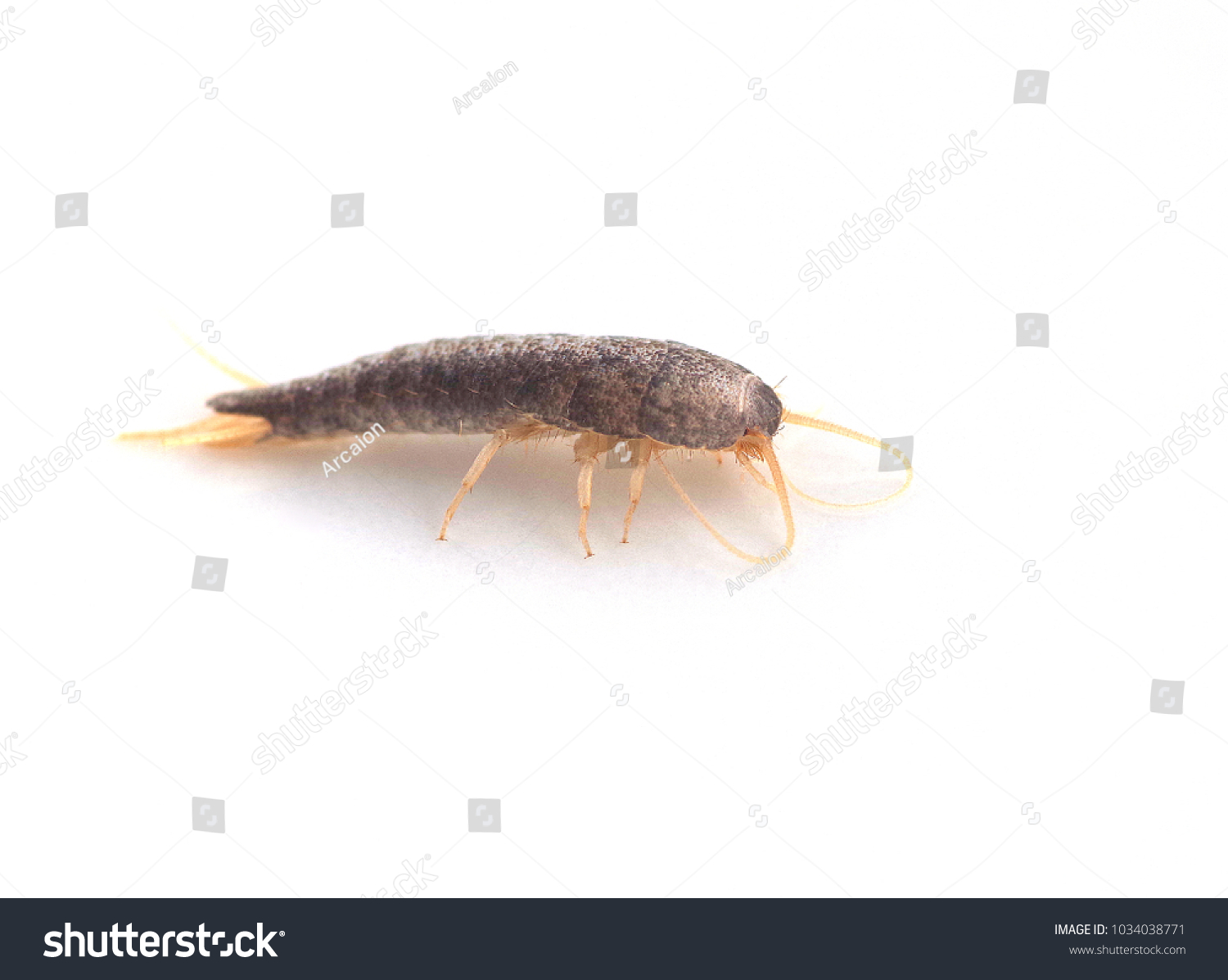 Silverfish On White Background Stock Photo 1034038771 | Shutterstock