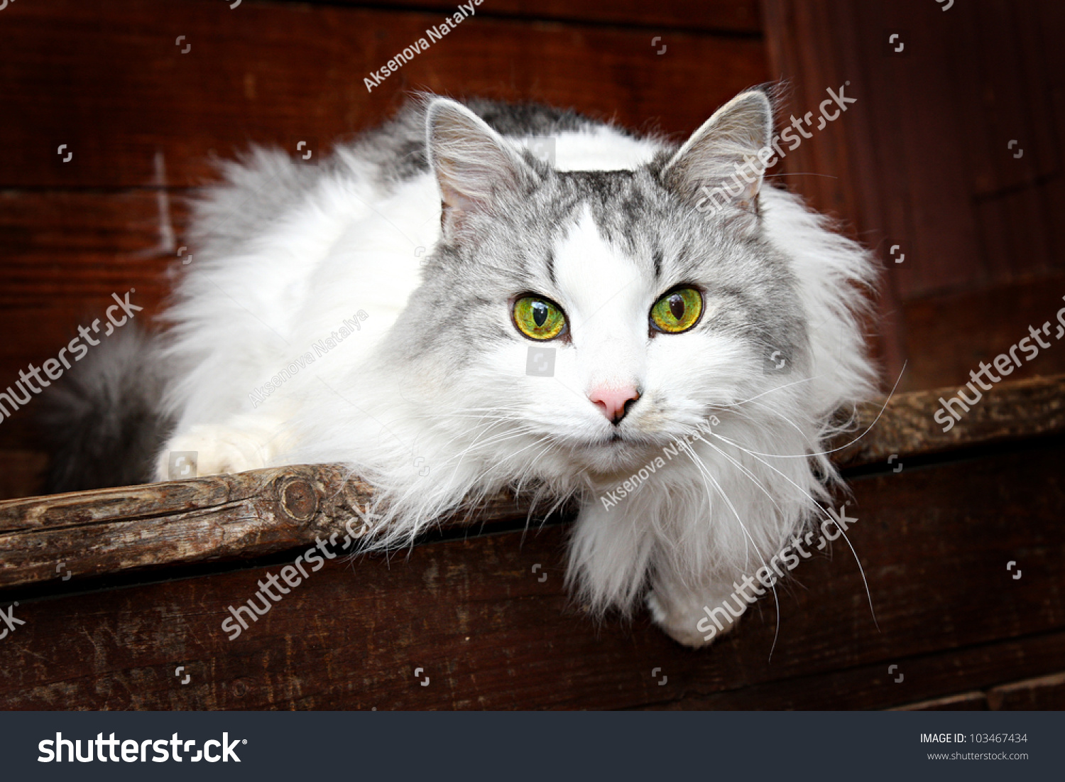 Кошка серая с белым пушистая