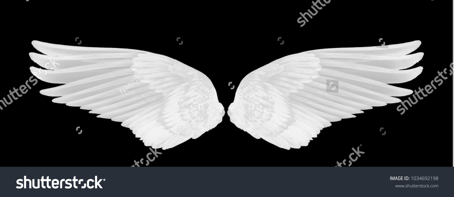 White Wing Bird On Black Background Stock Photo 1034692198 | Shutterstock