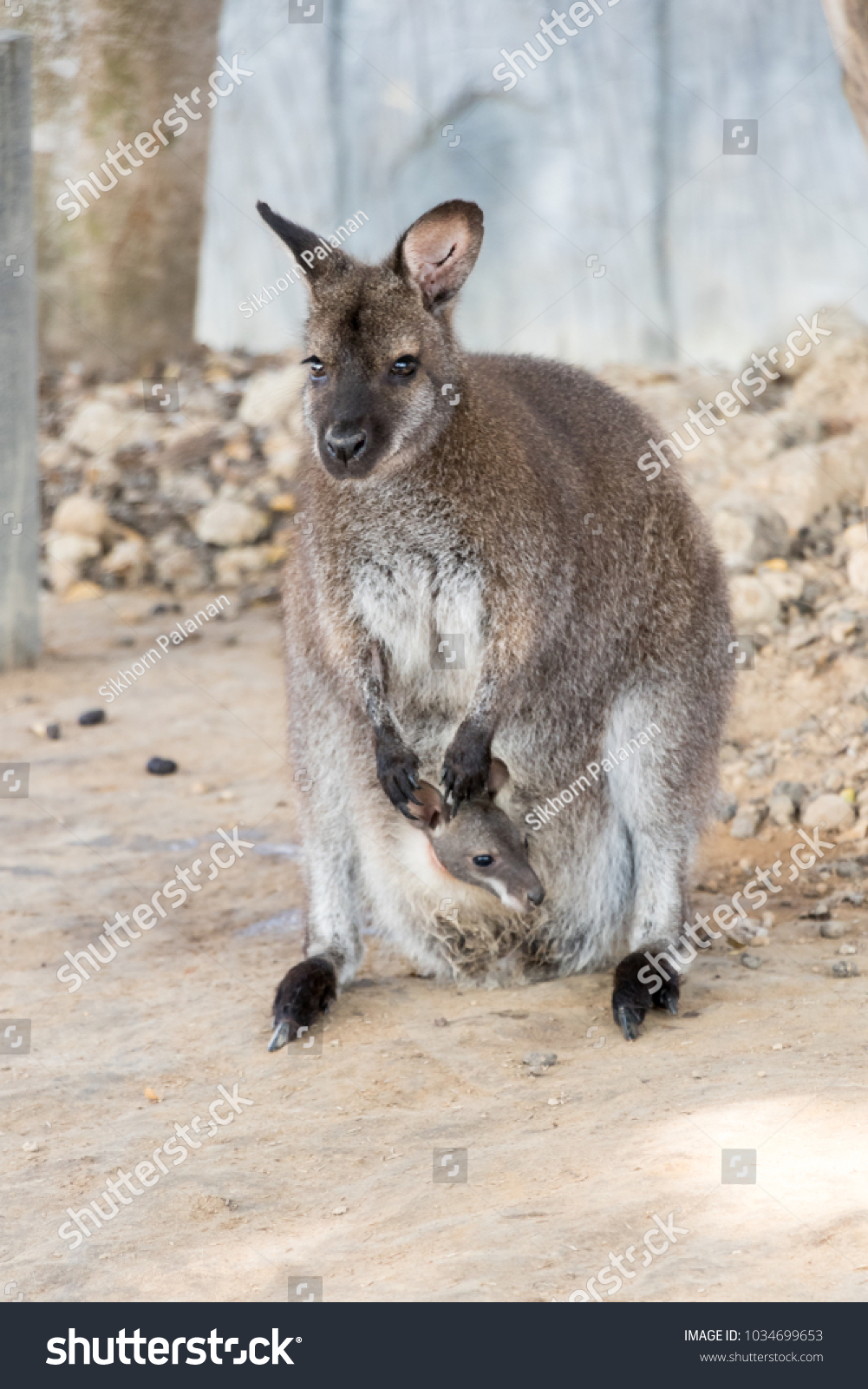 Dwarf Kangaroo Baby Ventral Pocket Stock Photo 1034699653 | Shutterstock