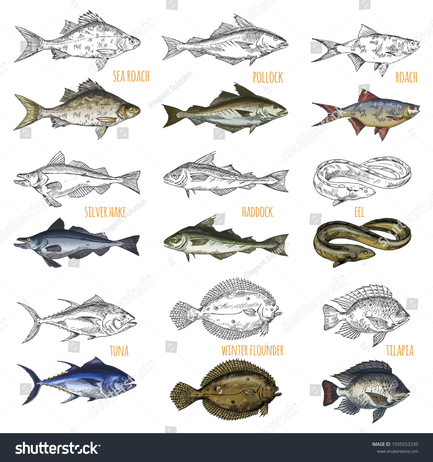 Sketches Ocean Fish Species Isolated Sea Stock Vector (Royalty Free ...