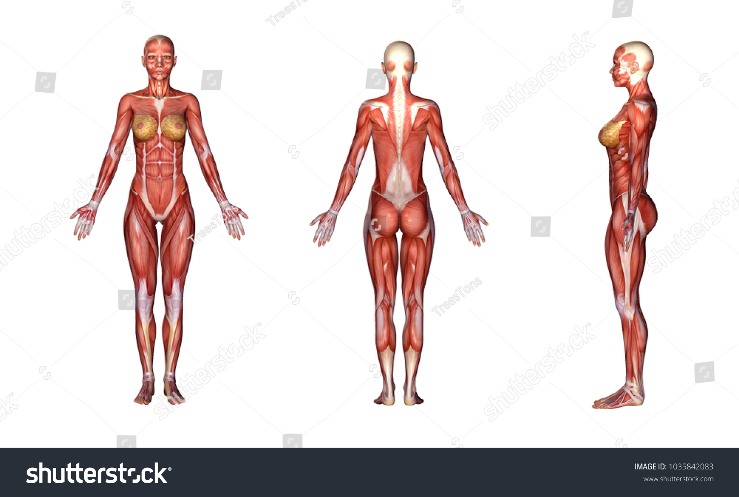 Спортивное женственное тело с мышцами