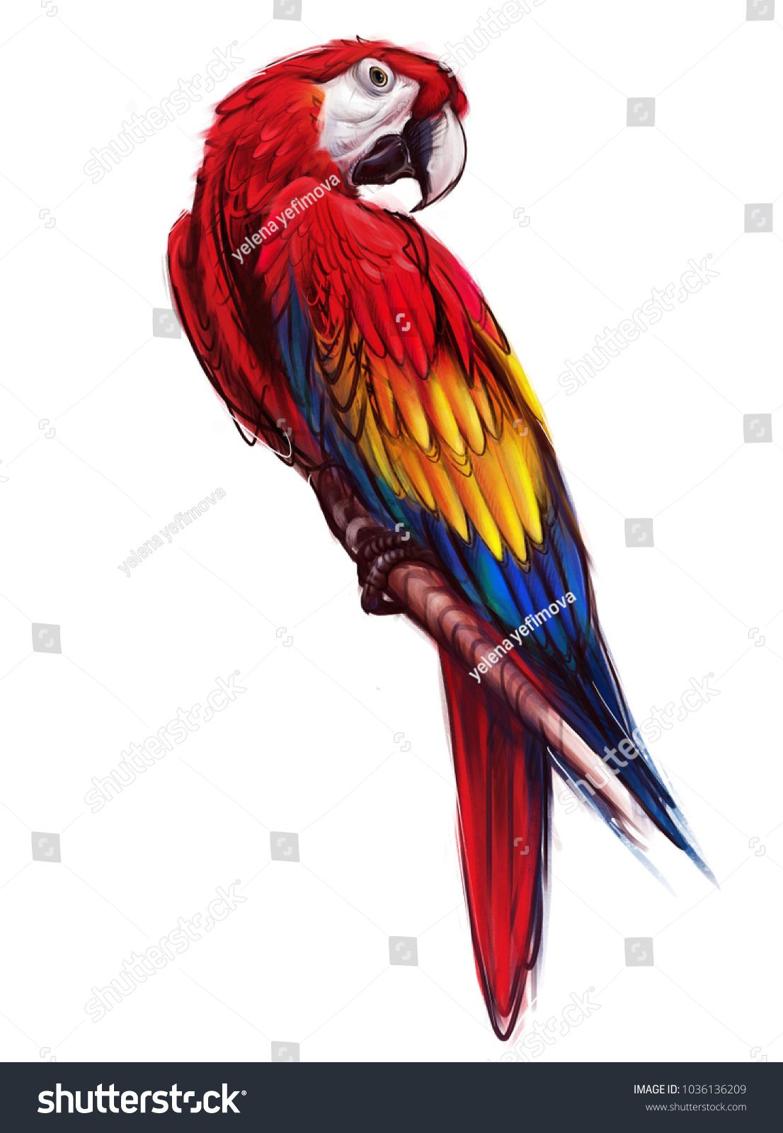 Ara Parrot Macaw Hand Drawn Parrot Stock Illustration 1036136209 ...