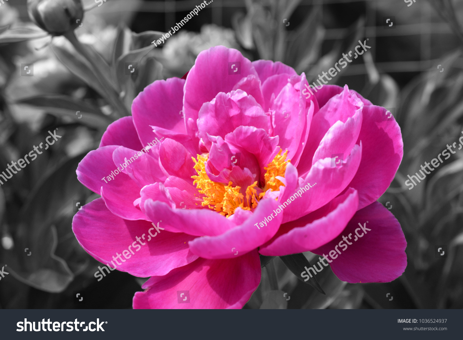 photo-flower-black-white-background-stock-photo-1036524937-shutterstock