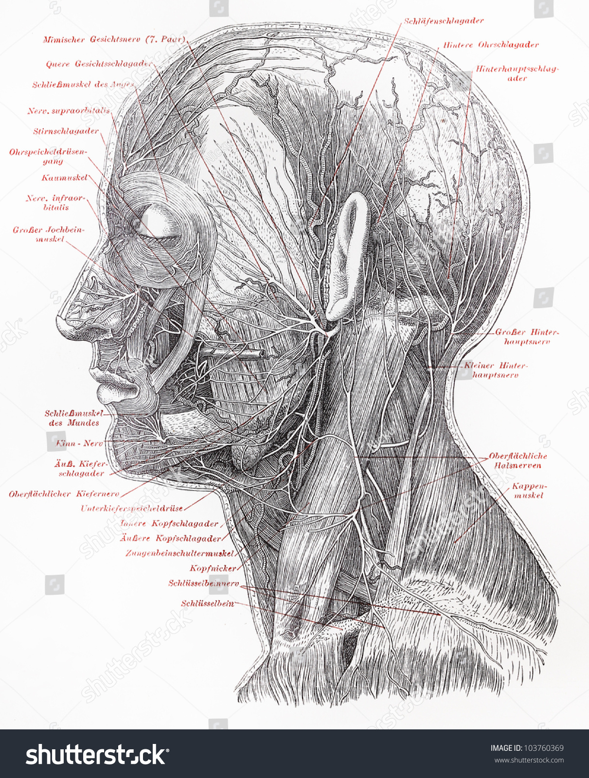 Vintage 19th Century Drawing Human Superficial Stock Photo 103760369 ...