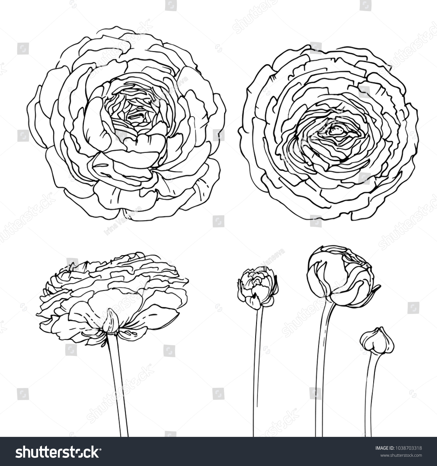 Ranunculus Flowers Drawn By Line On Stock Vector (Royalty Free