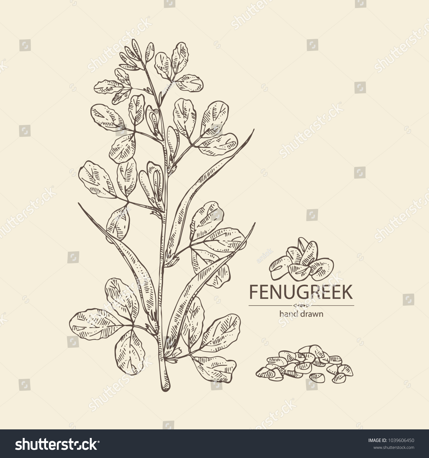 Fenugreek Branch Plant Leaves Flowers Seeds Stock Vector (Royalty Free ...