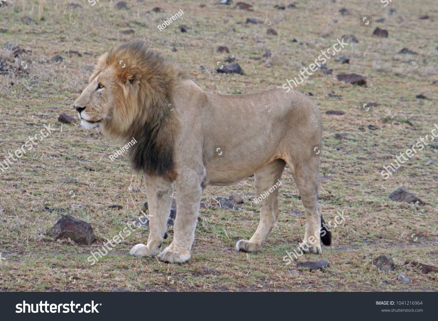 biggest lion in the world ever found