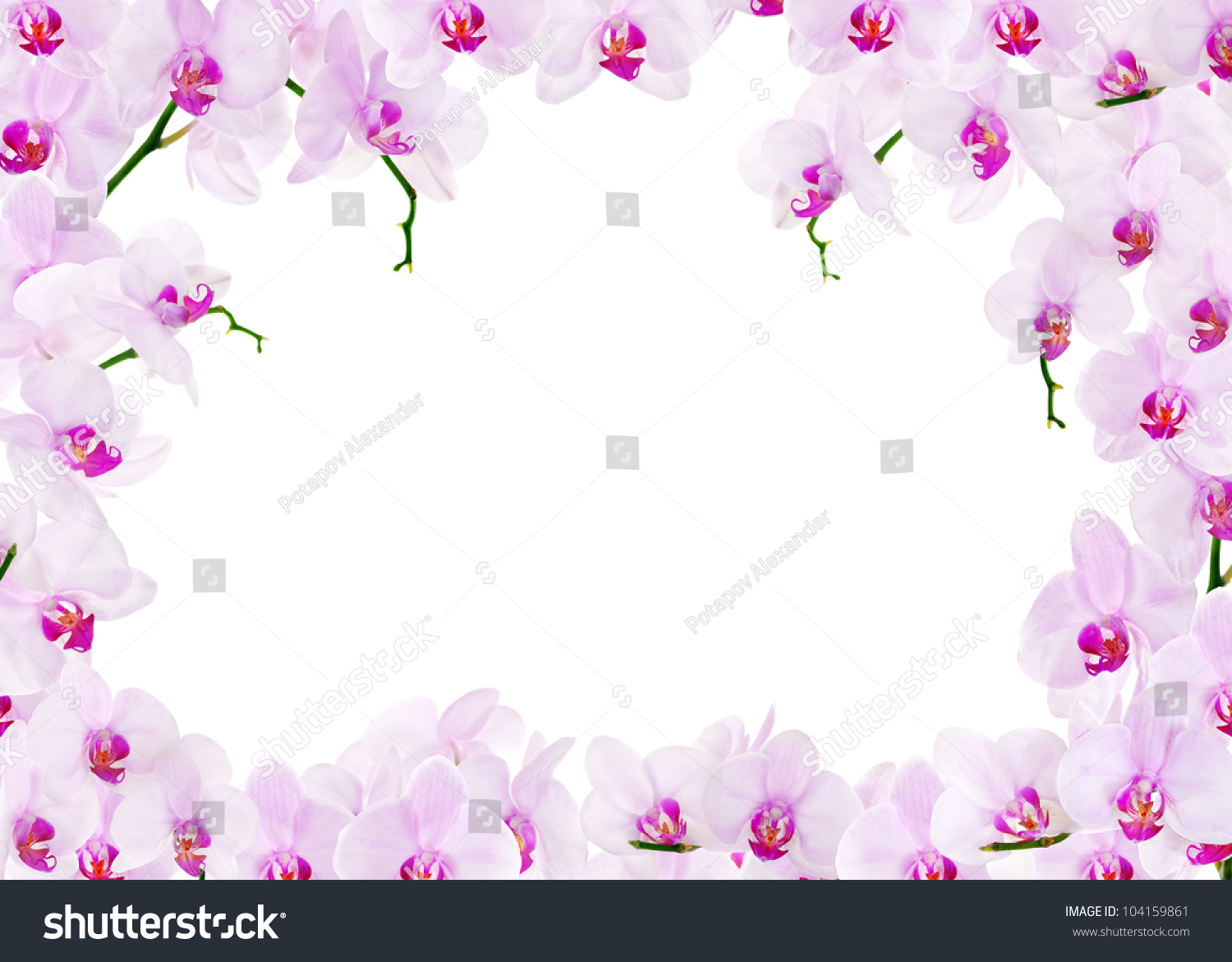 Light Pink Orchid Flower Frame Isolated Stock Photo 104159861 ...