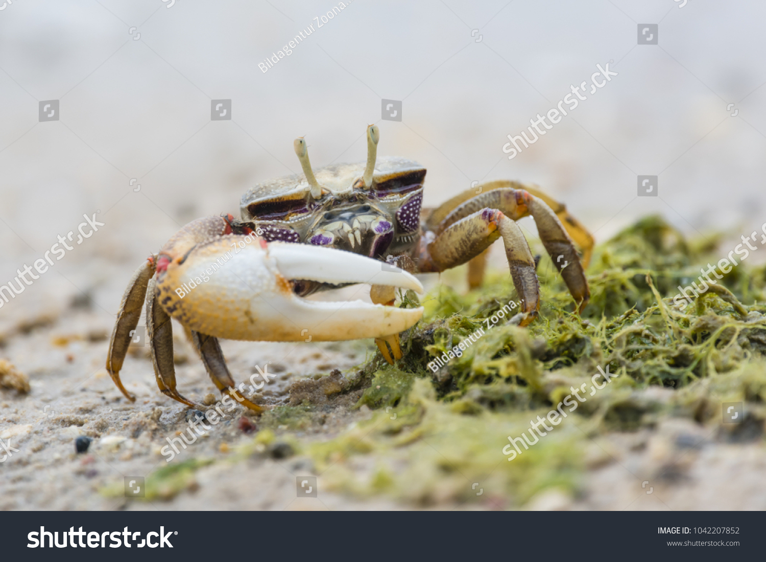 23 European Fiddler Crab Images, Stock Photos & Vectors | Shutterstock