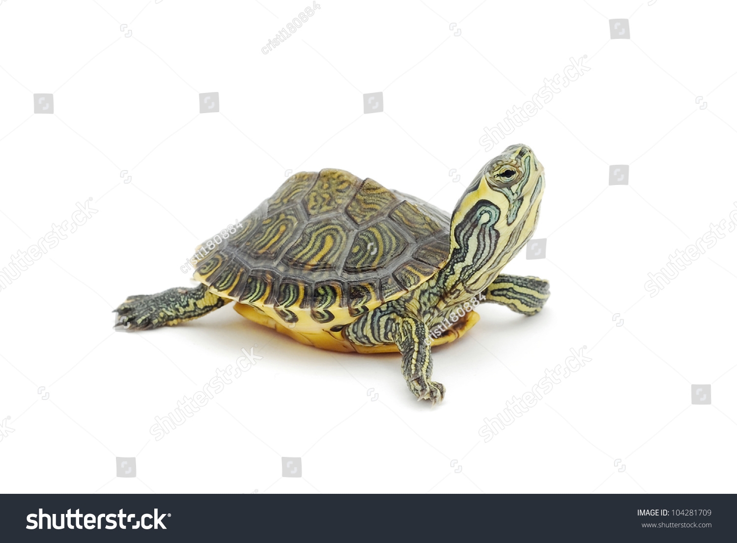 30,992 Small turtles Images, Stock Photos & Vectors | Shutterstock