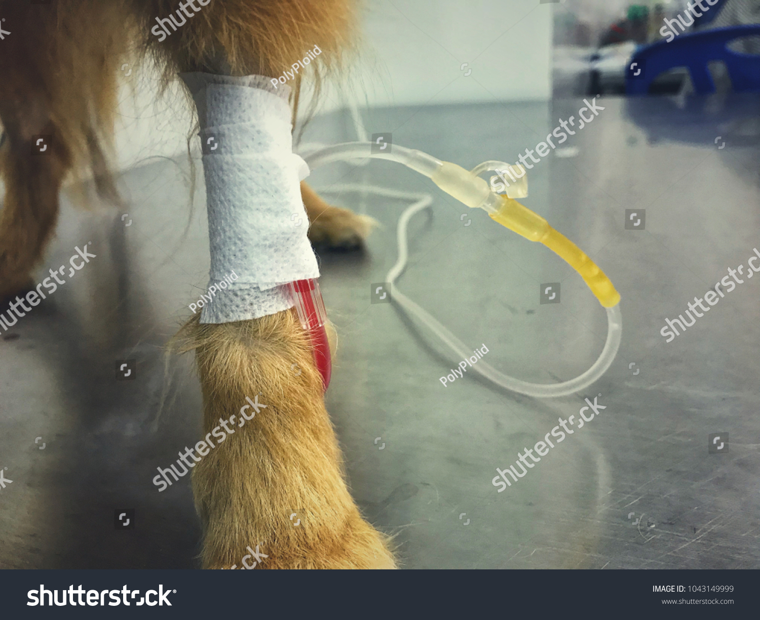 Intravenous Fluid Catheter Iv Fluids Therapy Stock Photo 1043149999 ...