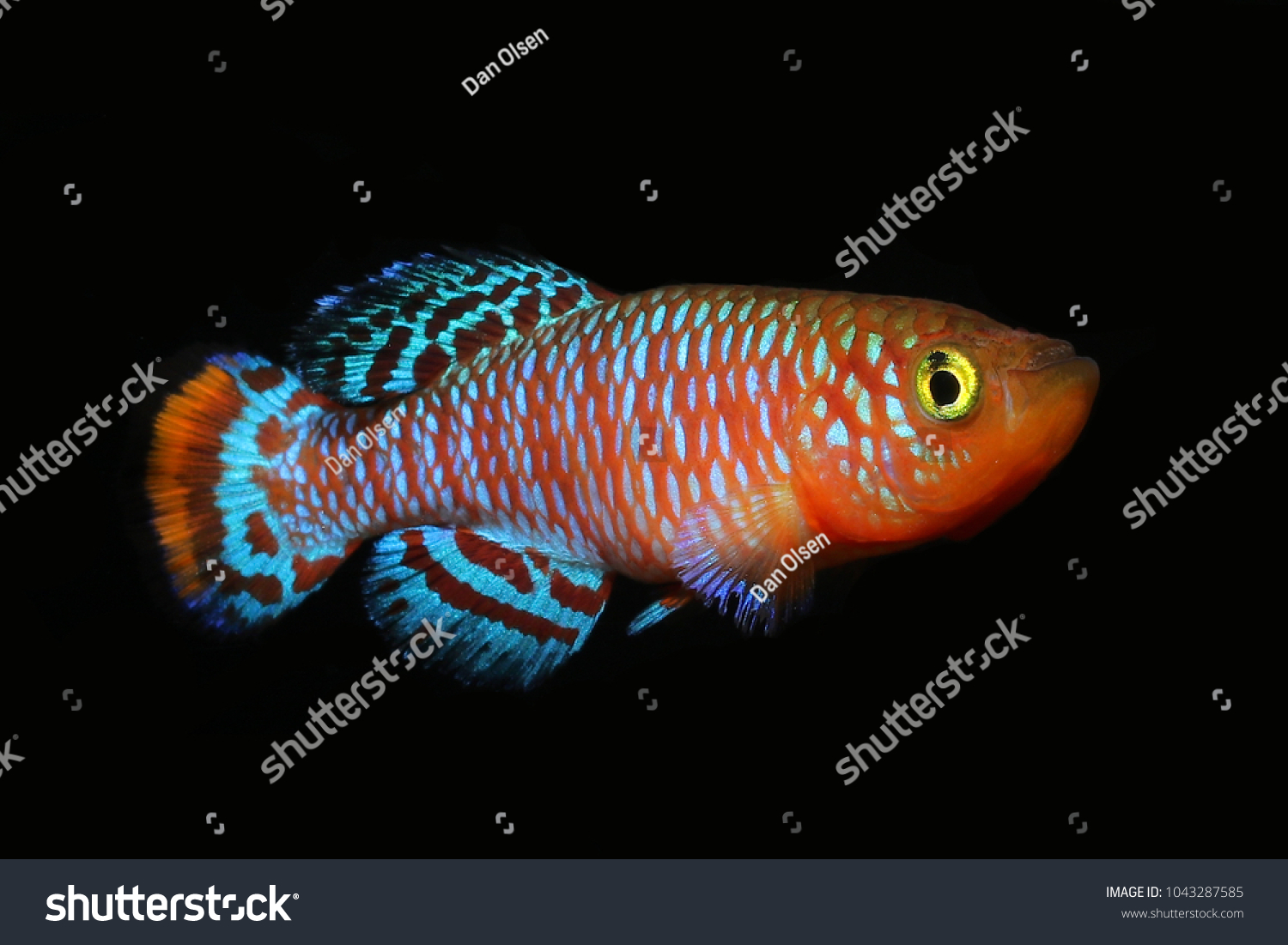 Most Beautiful Freshwater Fish African Killifish Stock Photo 1043287585 ...