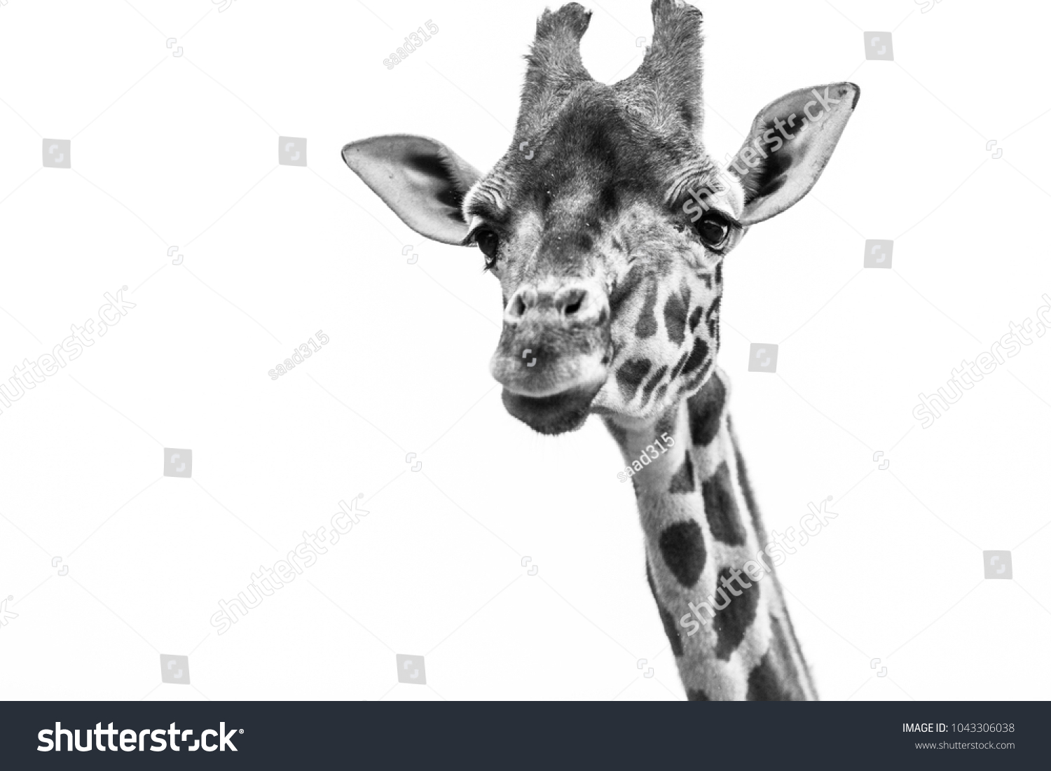 Black White Portrait Giraffe Stock Photo 1043306038 | Shutterstock