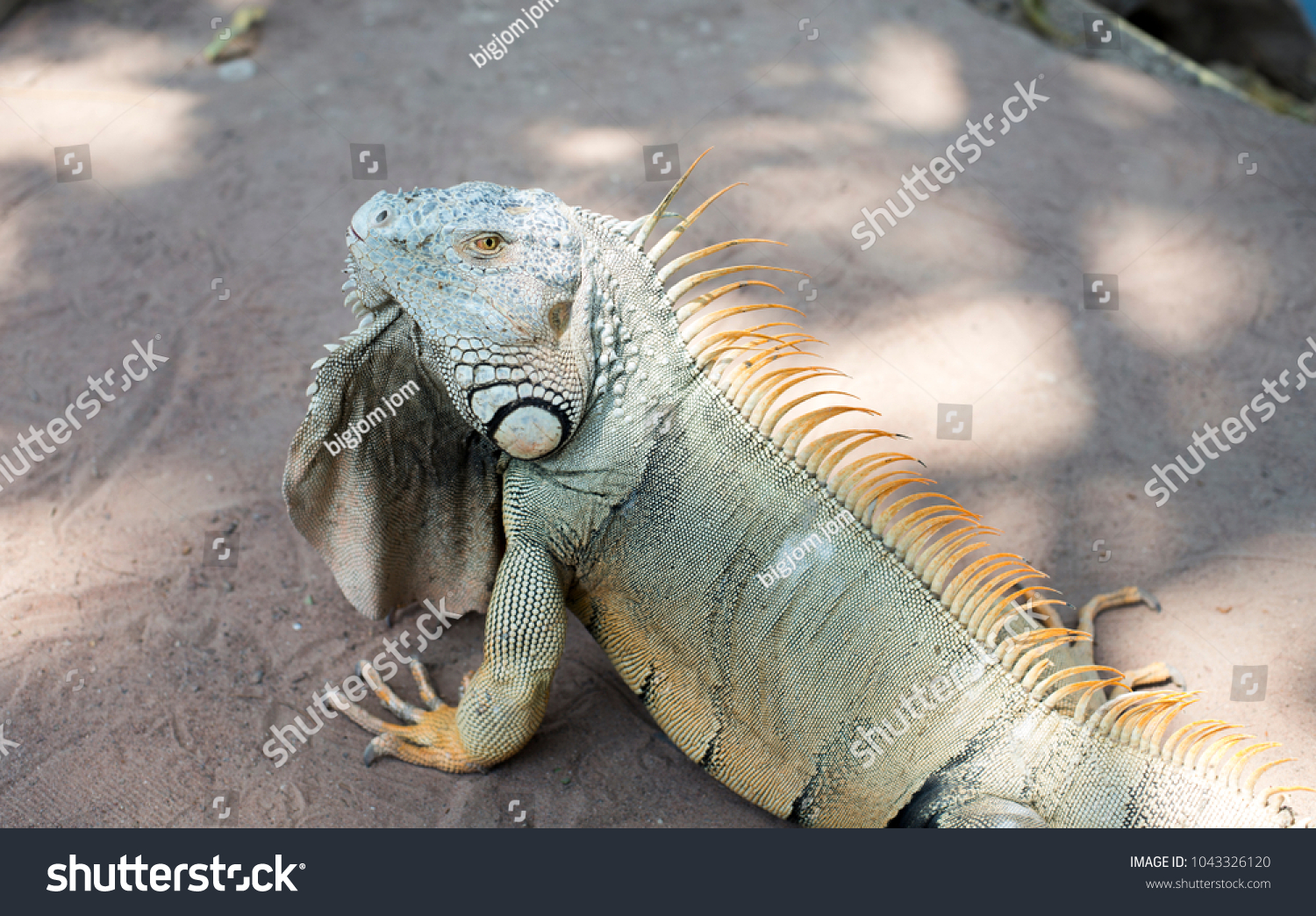 giant iguana