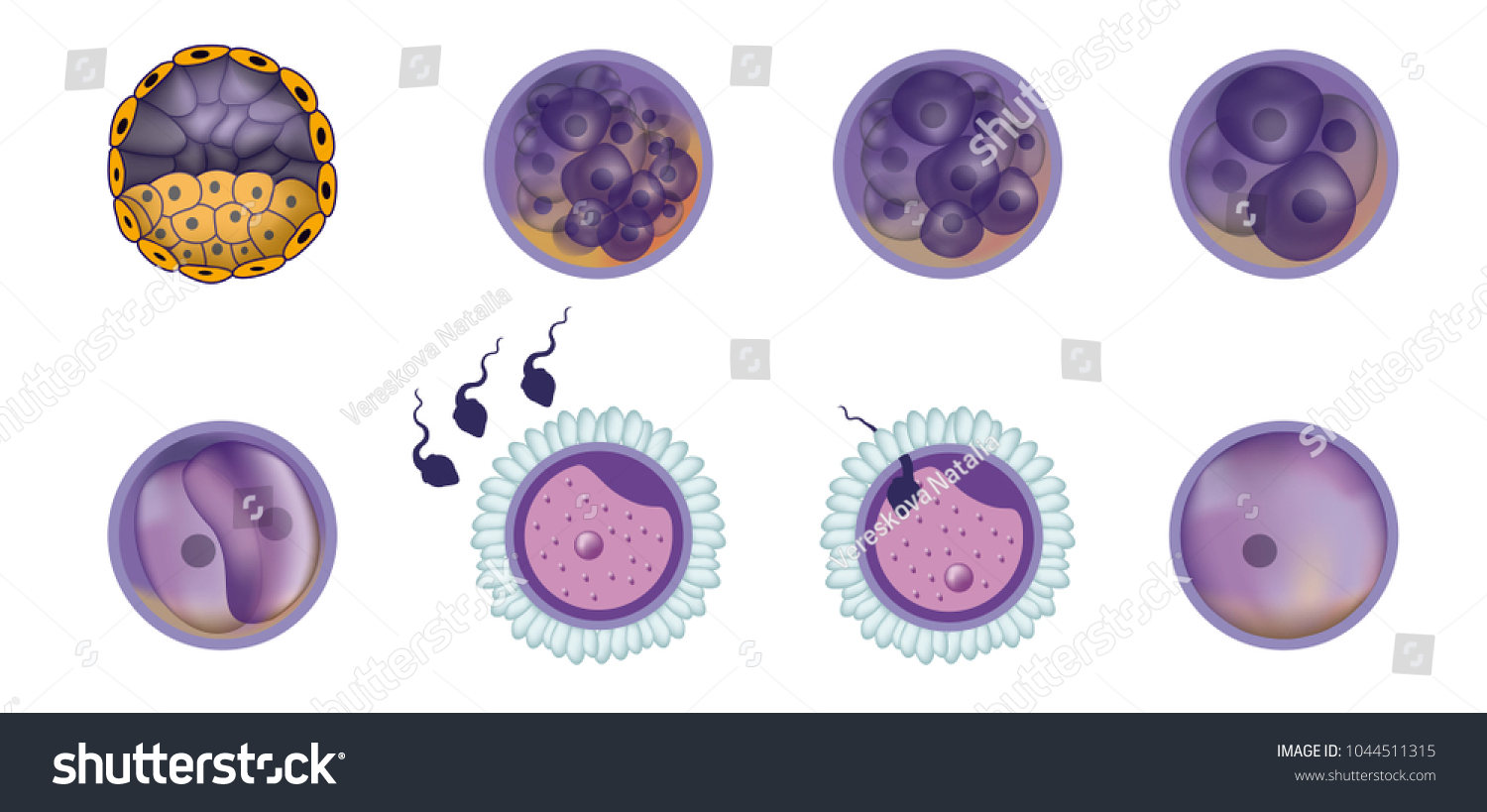 Fertilization Mammals Fertilization Female Egg Stock Illustration ...