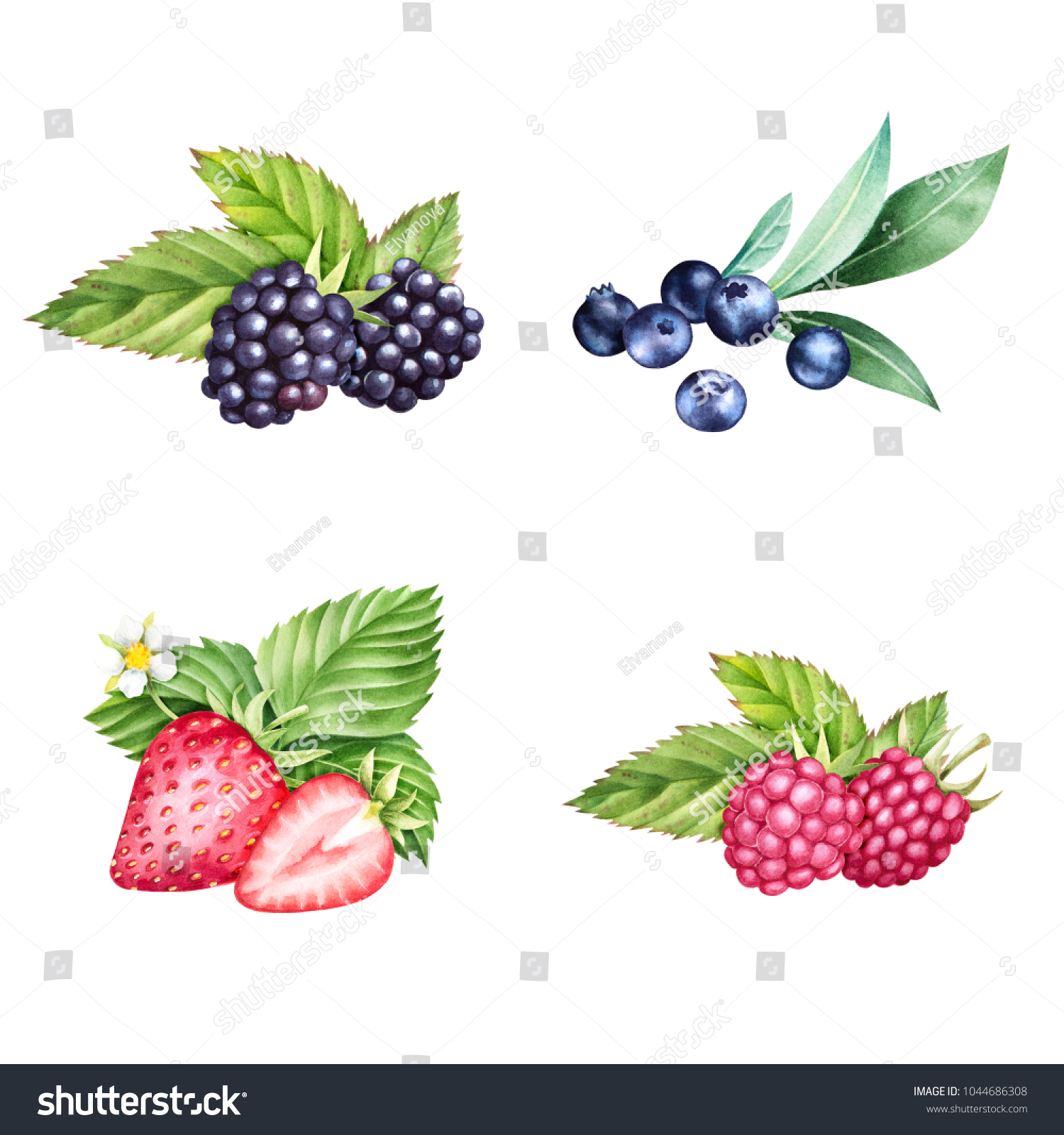 7,006 Blackberry Watercolor Images, Stock Photos & Vectors | Shutterstock