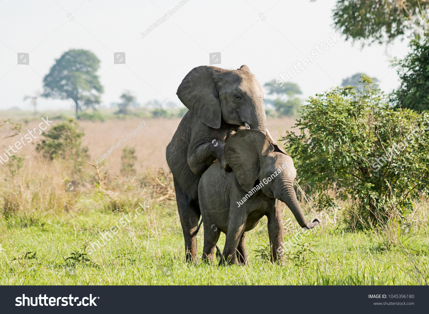 Elefante Porn