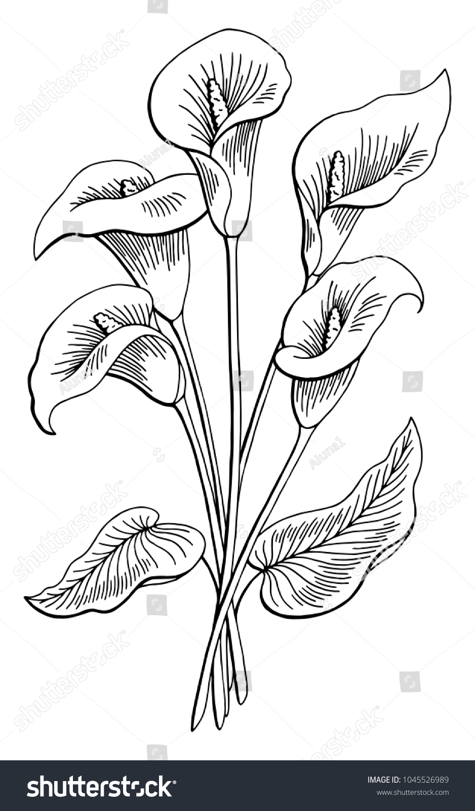 1,553 Calla lily sketch Images, Stock Photos & Vectors | Shutterstock