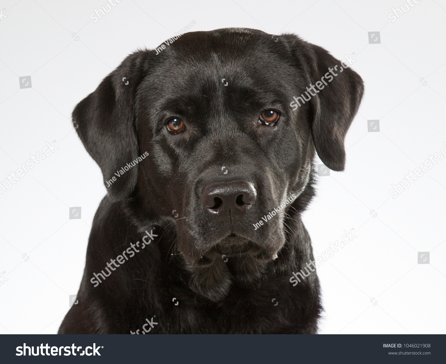 9,281 Black lab face Images, Stock Photos & Vectors | Shutterstock