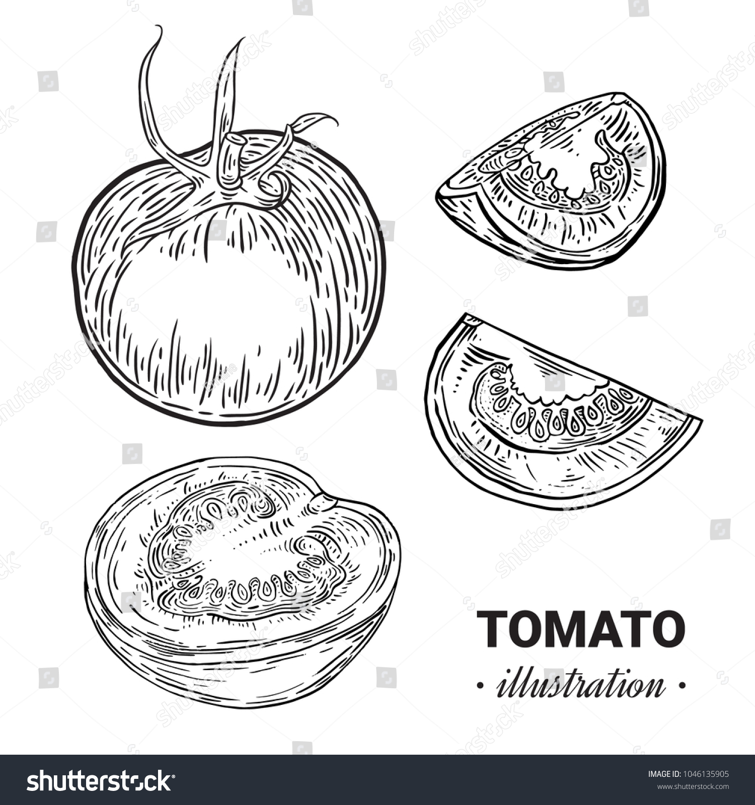 Tomato Fresh Food Vector Hand Drawn Stock Vector (Royalty Free ...