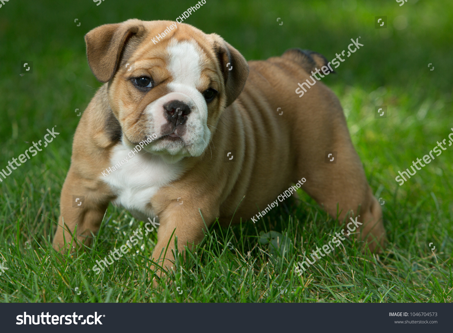 black and tan english bulldog