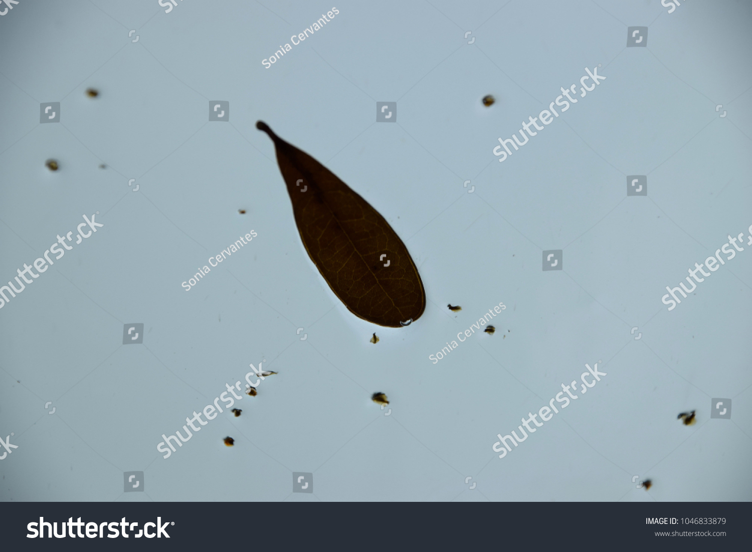 180 카센타 이미지, 스톡 사진 및 벡터 | Shutterstock