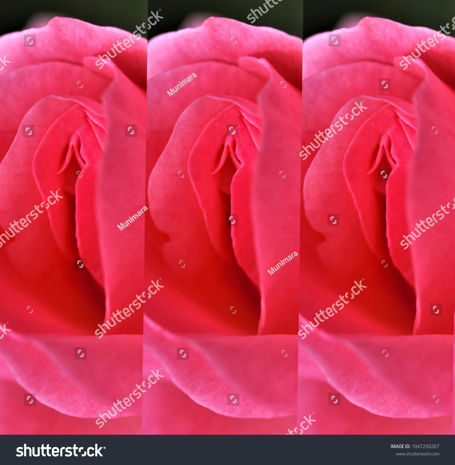 Sex Pussy Vulva Clitoris Vagina Orgasm Foto De Stock 1047250267 Shutterstock