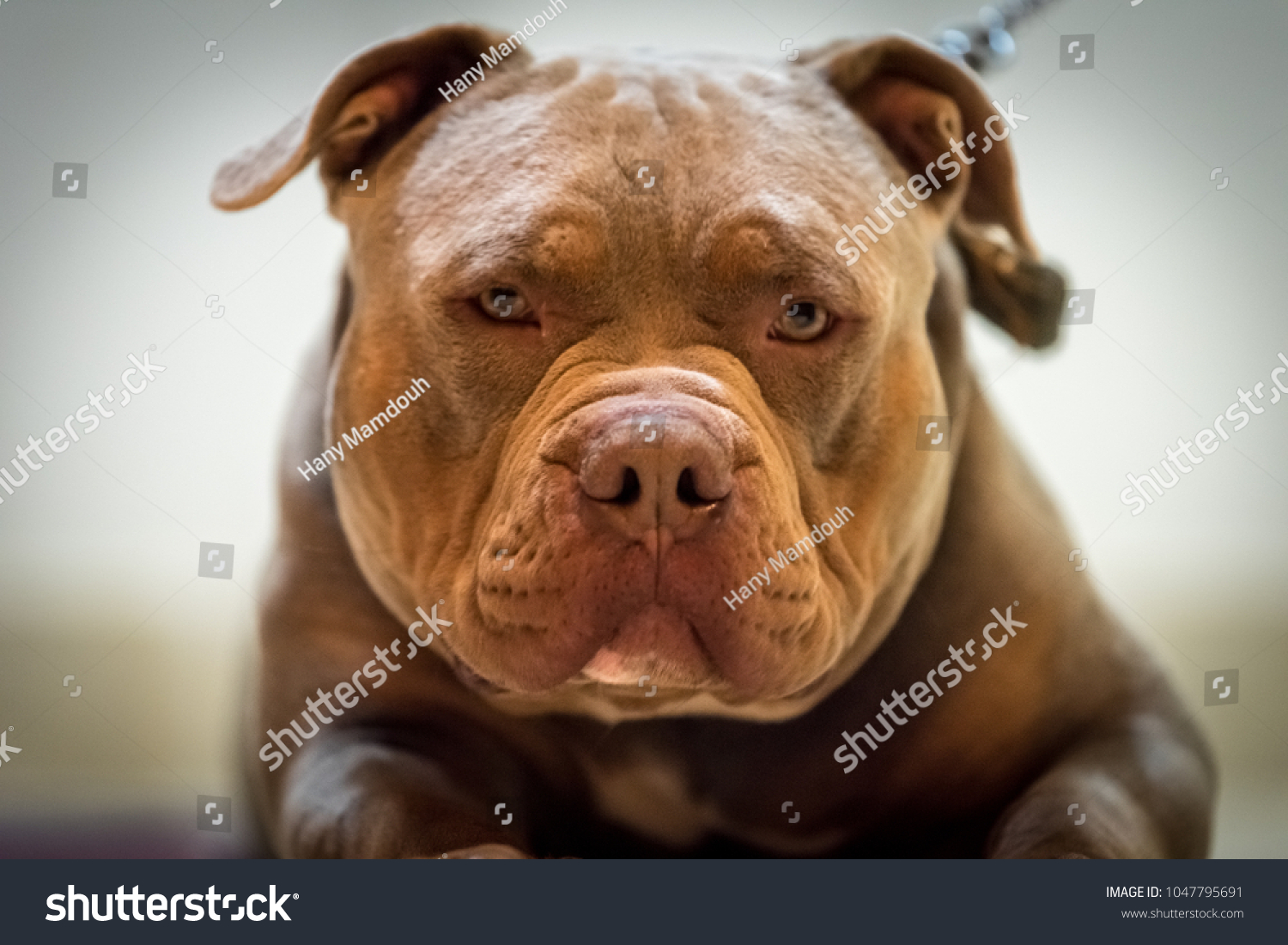 why do pit bulls have big heads