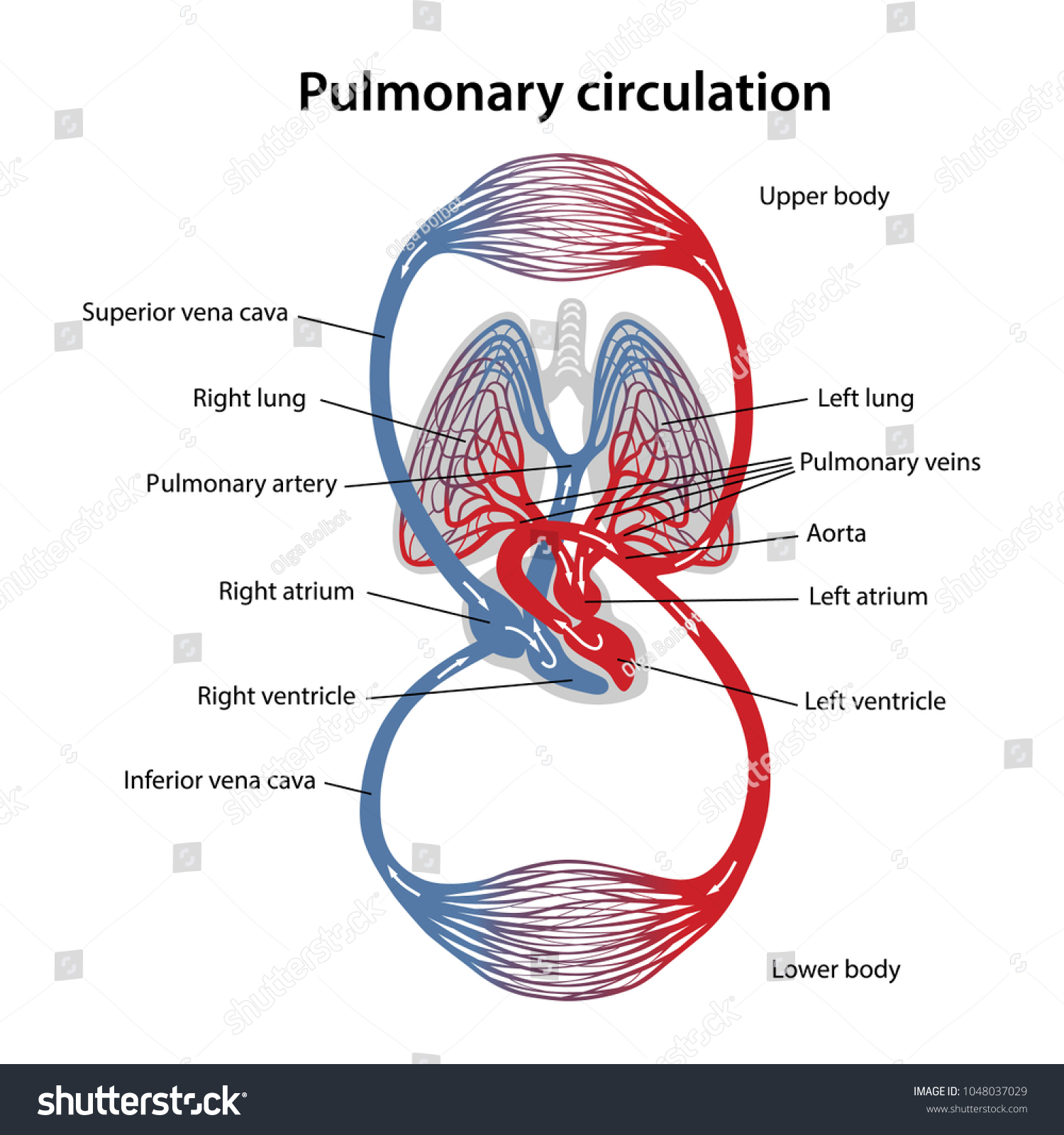 Circulation Blood Diagram Pulmonary Circulation Vector: Vector có sẵn ...