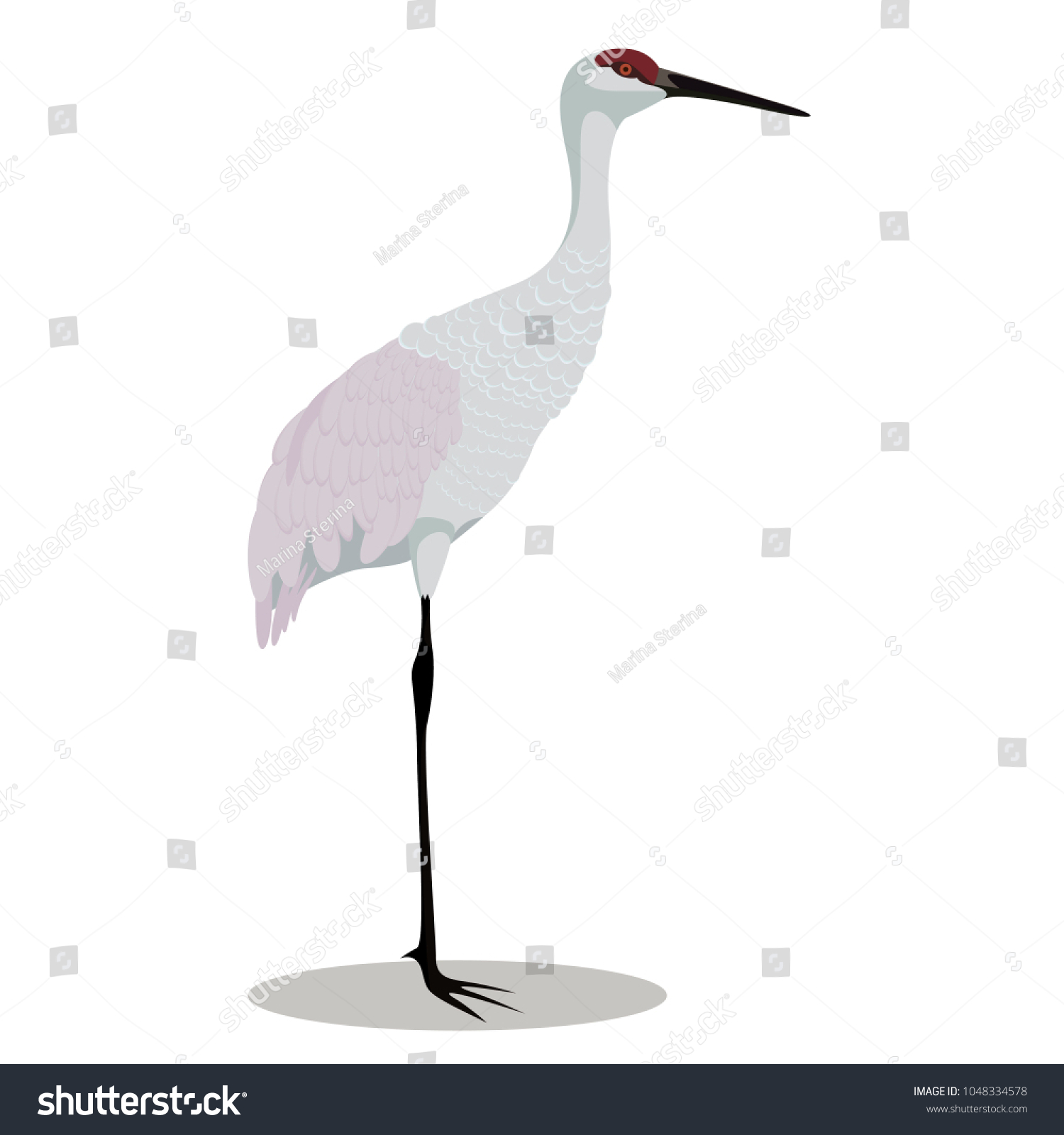 Sandhill Crane Cartoon Stock Vector (Royalty Free) 1048334578 ...