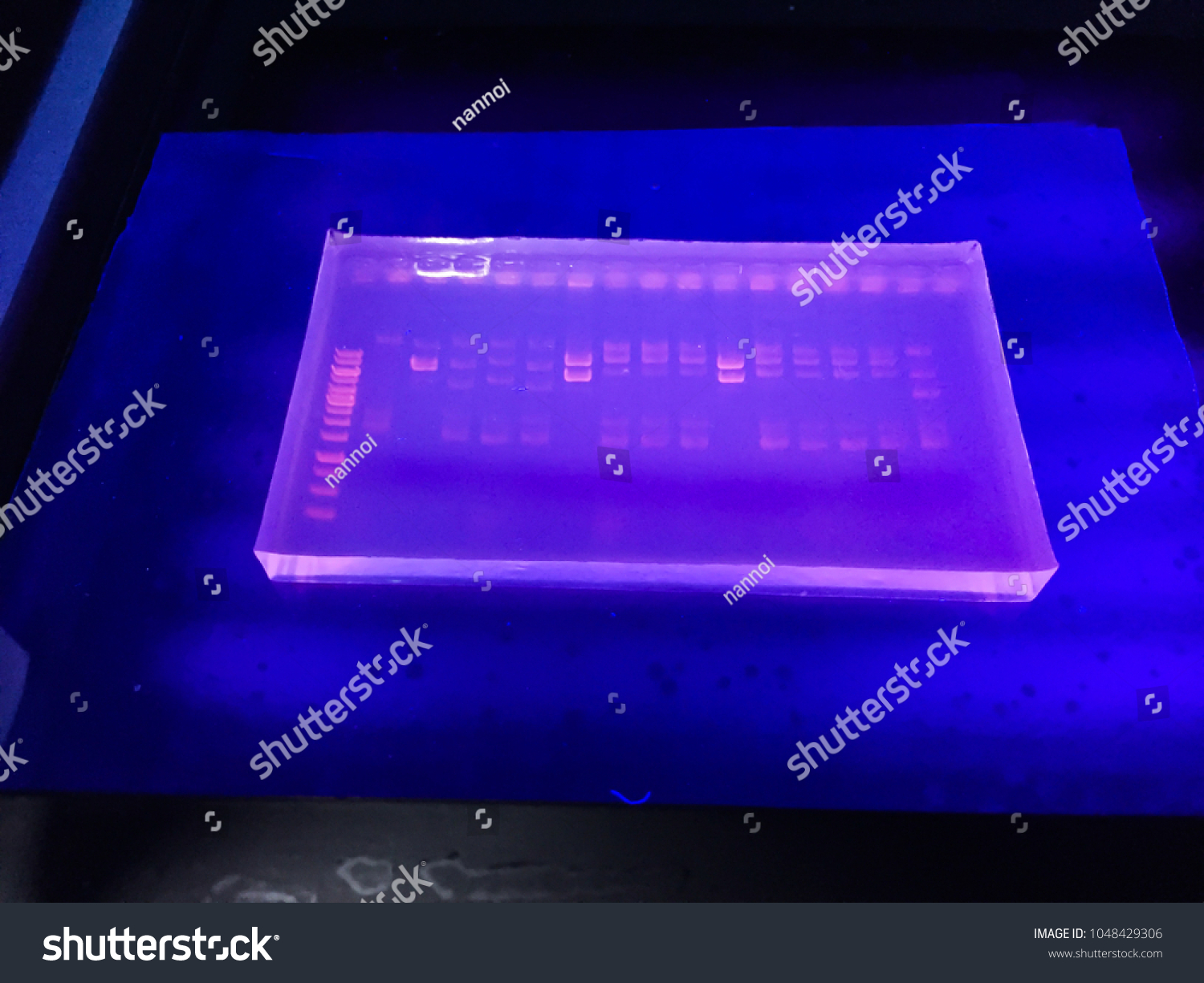 Molecular Technique Agarose Gel Elctrophoresis Dna Stock Photo ...