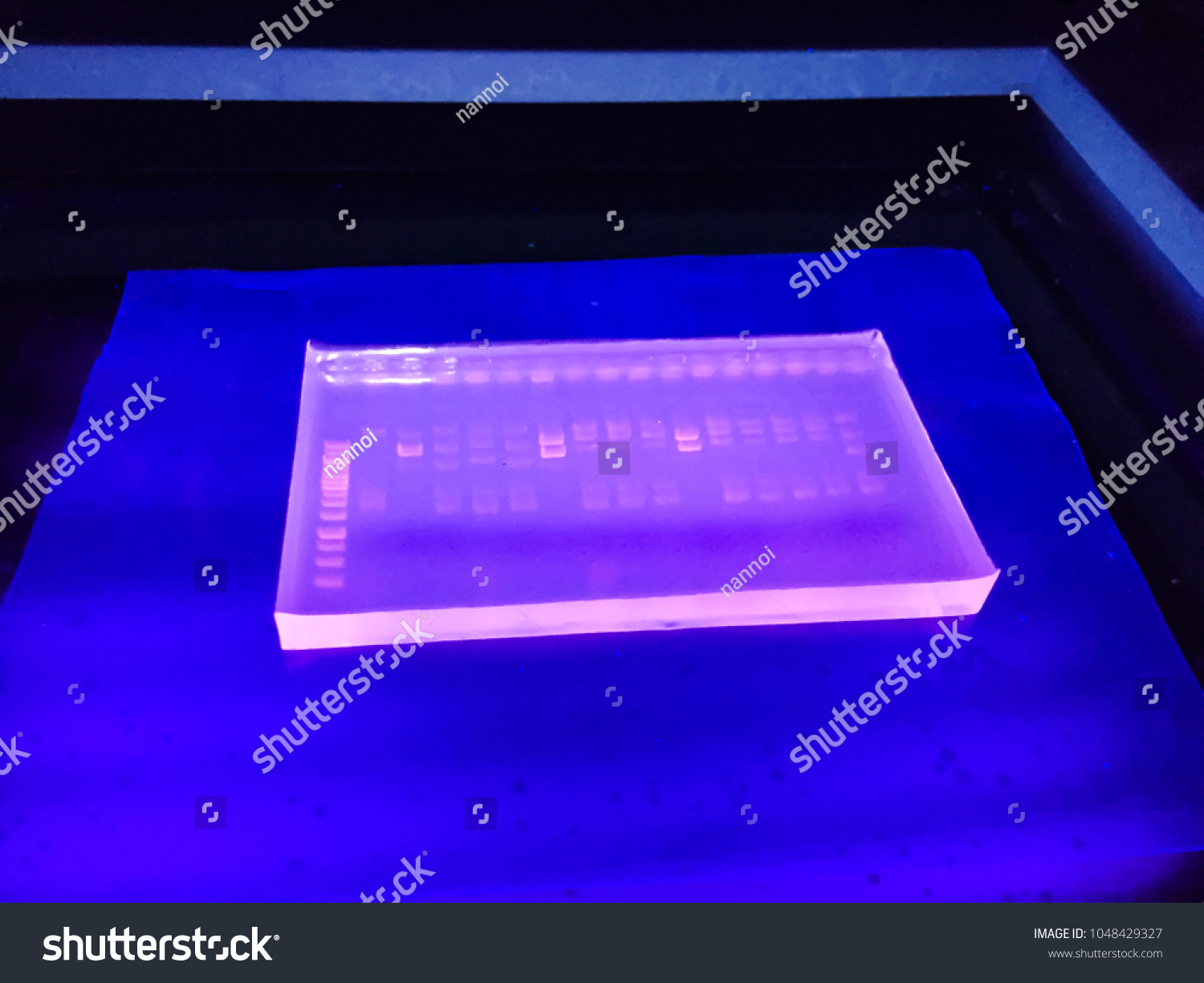 Molecular Technique Agarose Gel Elctrophoresis Dna Stock Photo ...