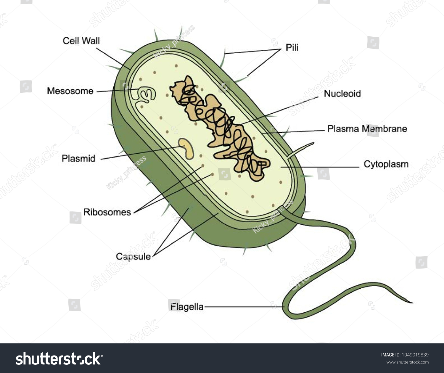 Illustration Bacteria Cell Anatomy Stock Vector (Royalty Free ...