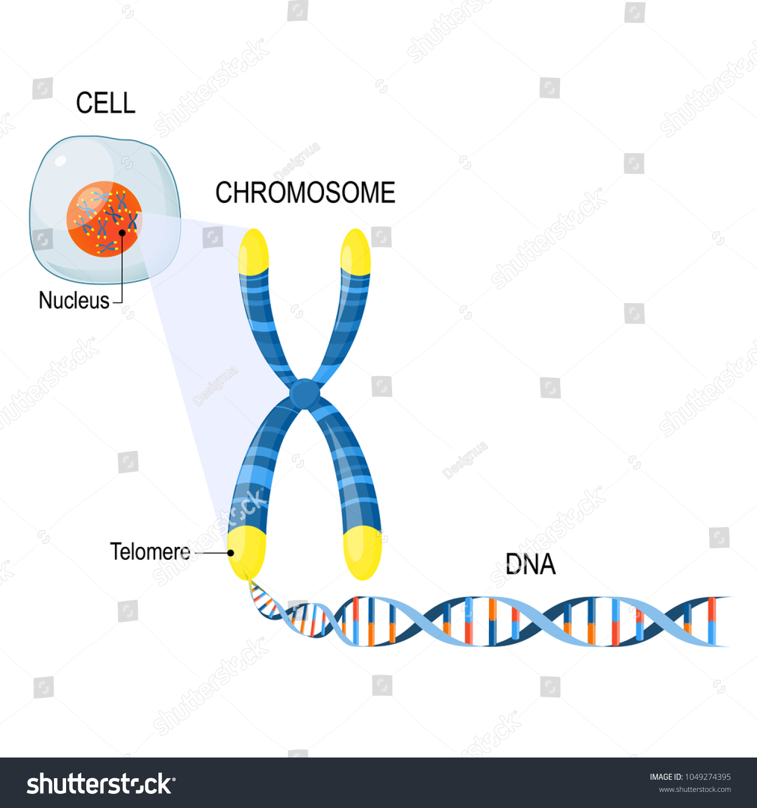 Telomere Repeating Sequence Doublestranded Dna Located Stock Vector ...