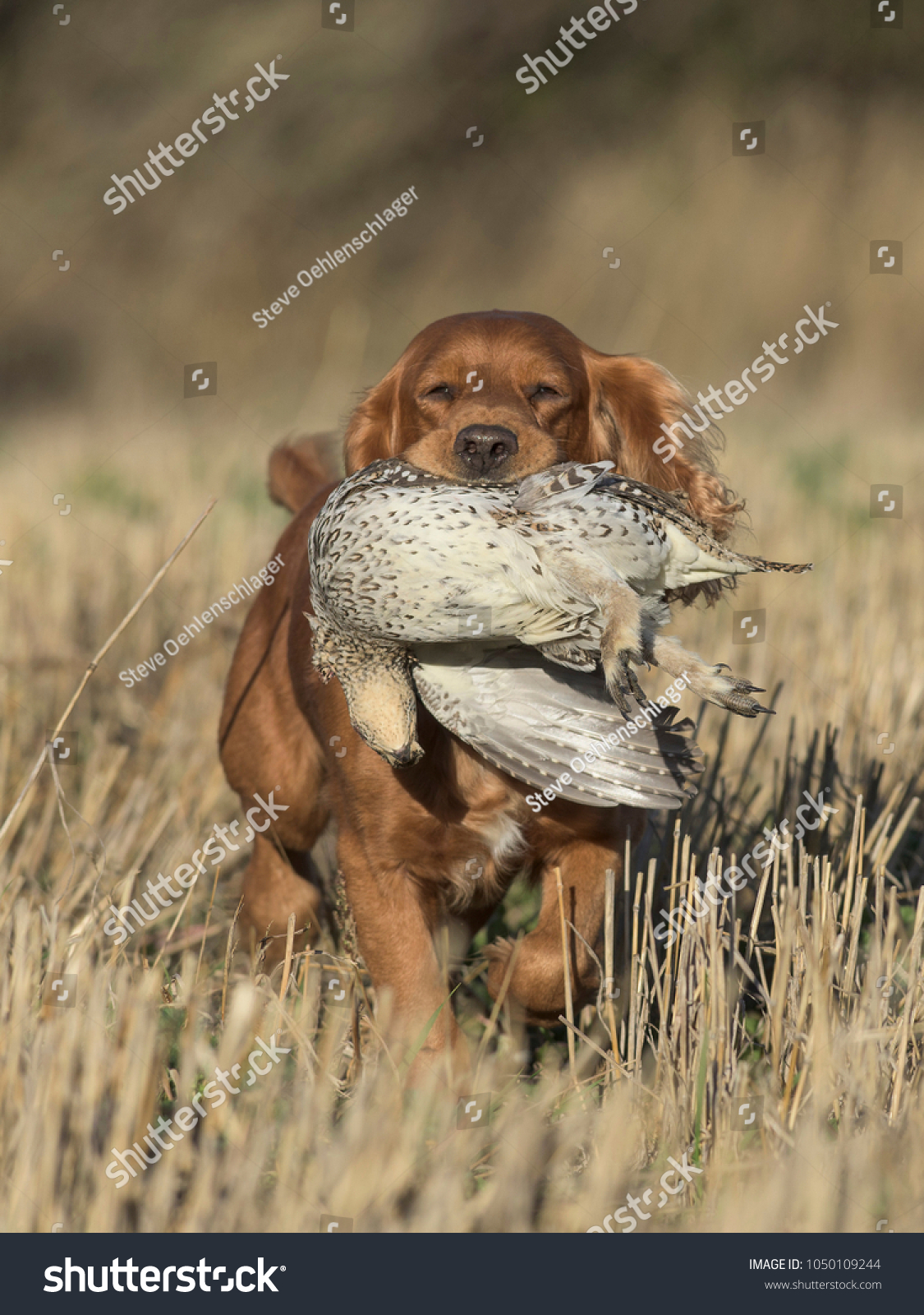 are cocker spaniels good hunting dogs