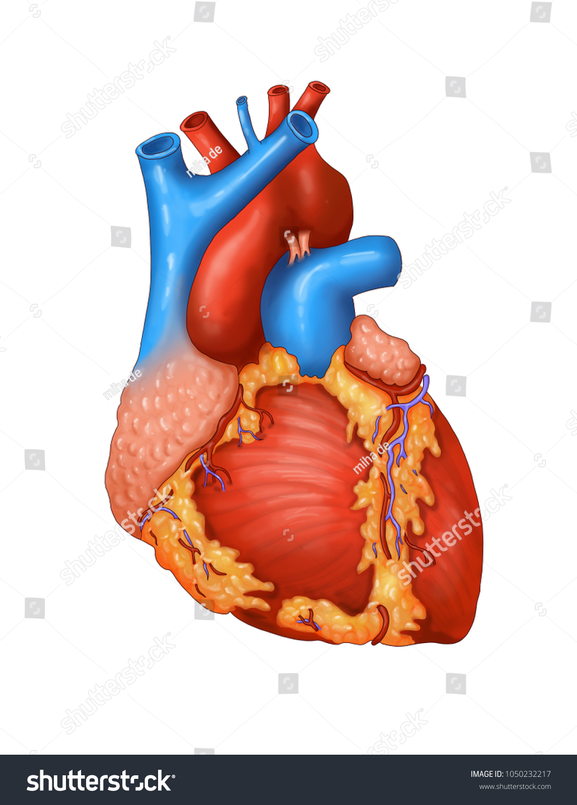 Human Heart Realistic Drawing Stock Illustration 1050232217 | Shutterstock