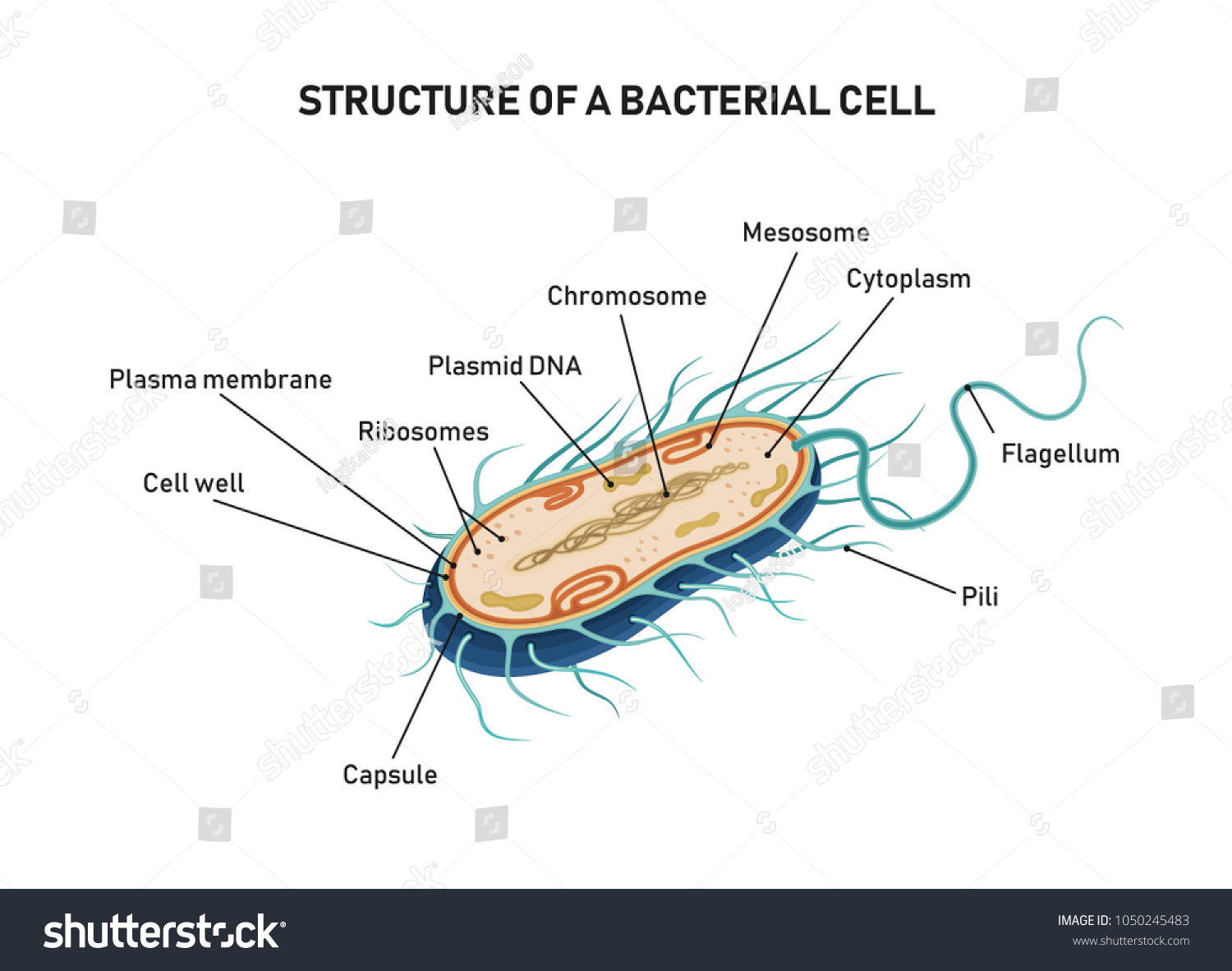 Structure Bacterial Cell Stock Vector (Royalty Free) 1050245483 ...