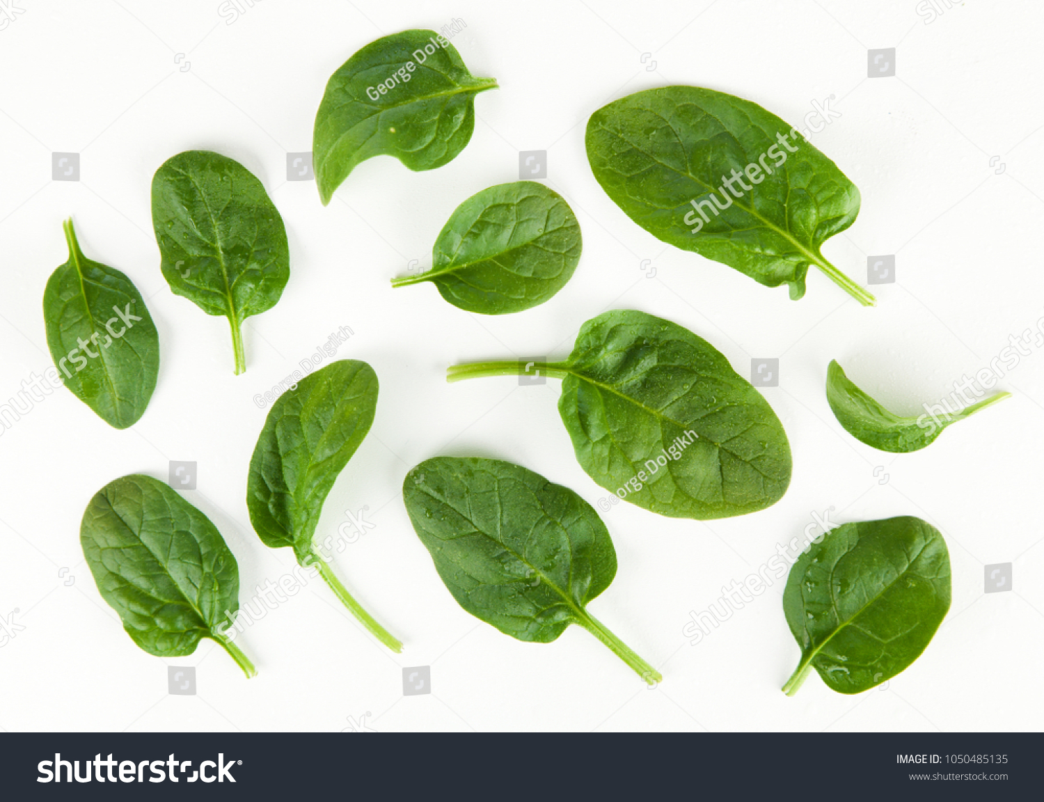 Baby Spinach Leaves Stock Photo 1050485135 | Shutterstock
