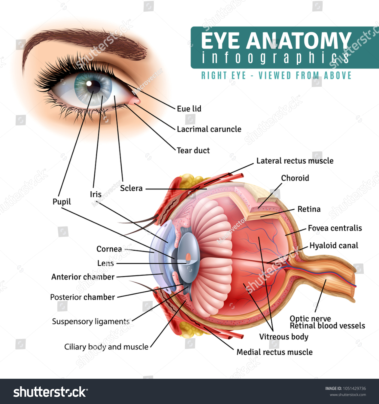 Веко орган. Строение глаза инфографика. Анатомия глаза реалистичная. Вены вокруг глаз анатомия. Строение глаза на английском.