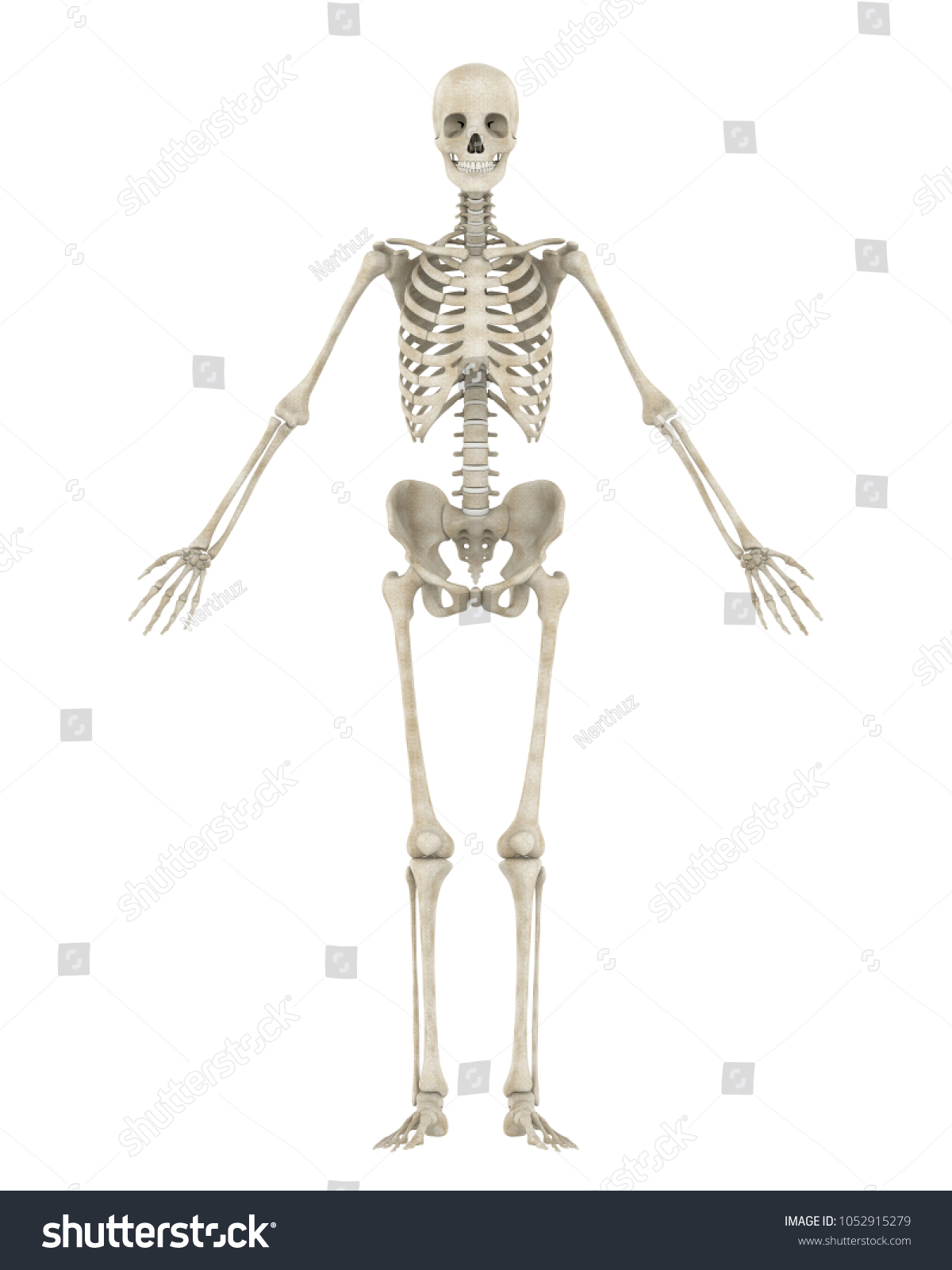 Human Skeleton Anatomy Isolated Front View Stock Illustration ...