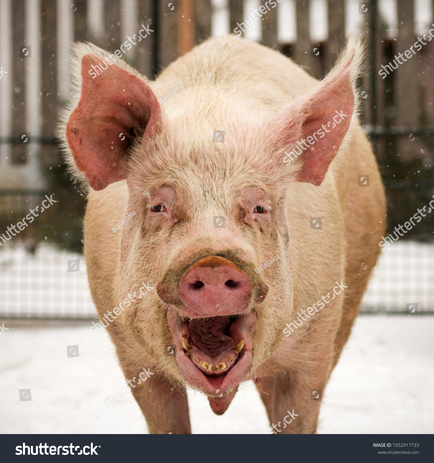 the body of the pig Pig who laughs 