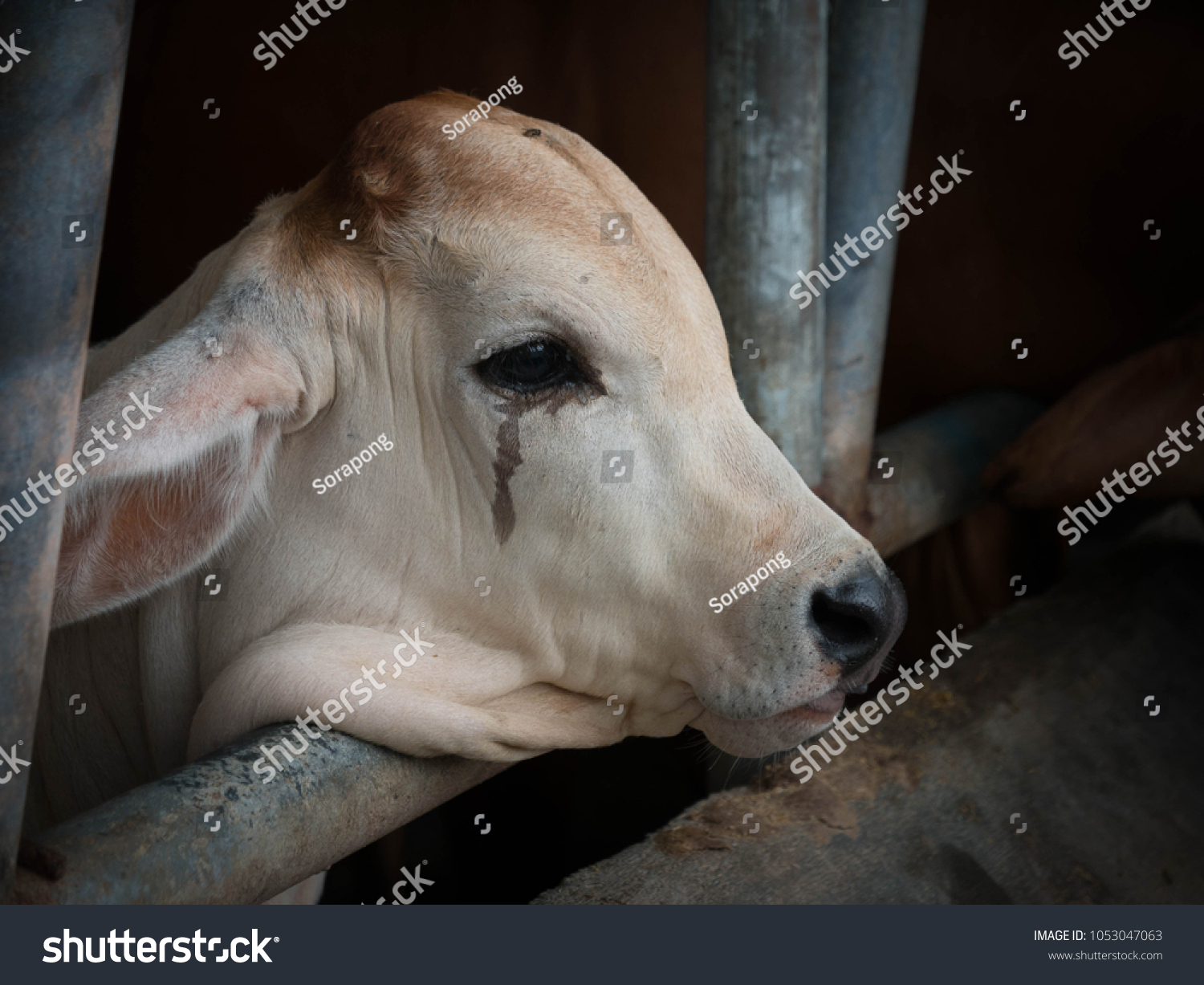 595 Cow crying Images, Stock Photos & Vectors | Shutterstock