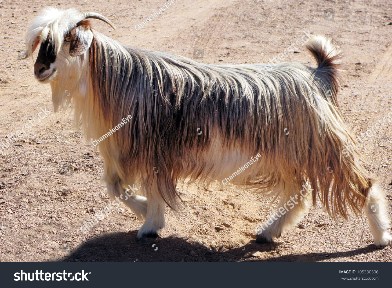 arabian tahr