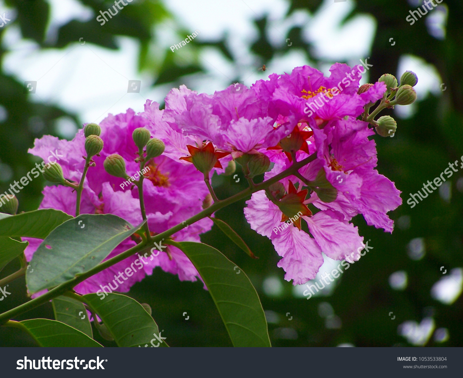 Lagerstroemia Speciosa L Pers Queens Flower Stock Photo 1053533804 ...