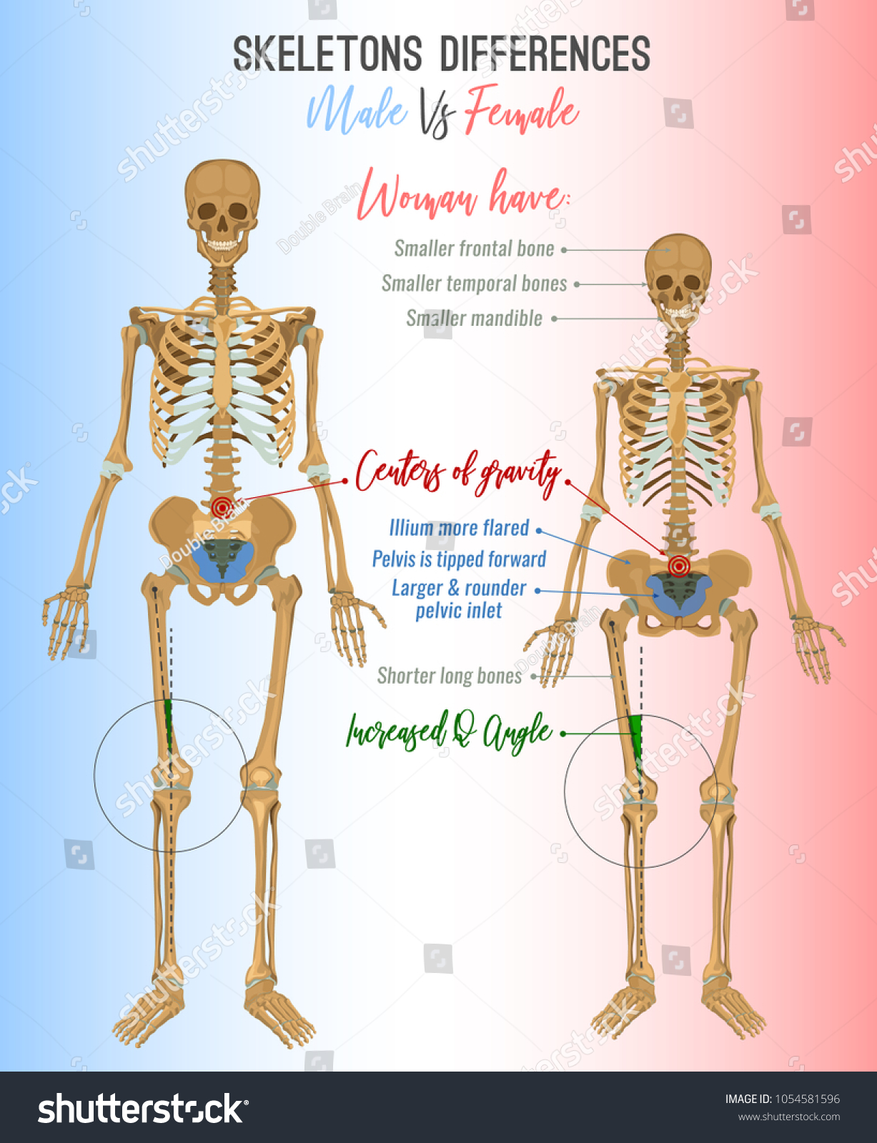 female vs male skeleton